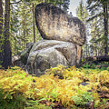  Ferns and Stone in Yosemite
