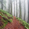 Foggy Forest Fantasy