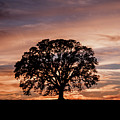Oak Tree at Sunset